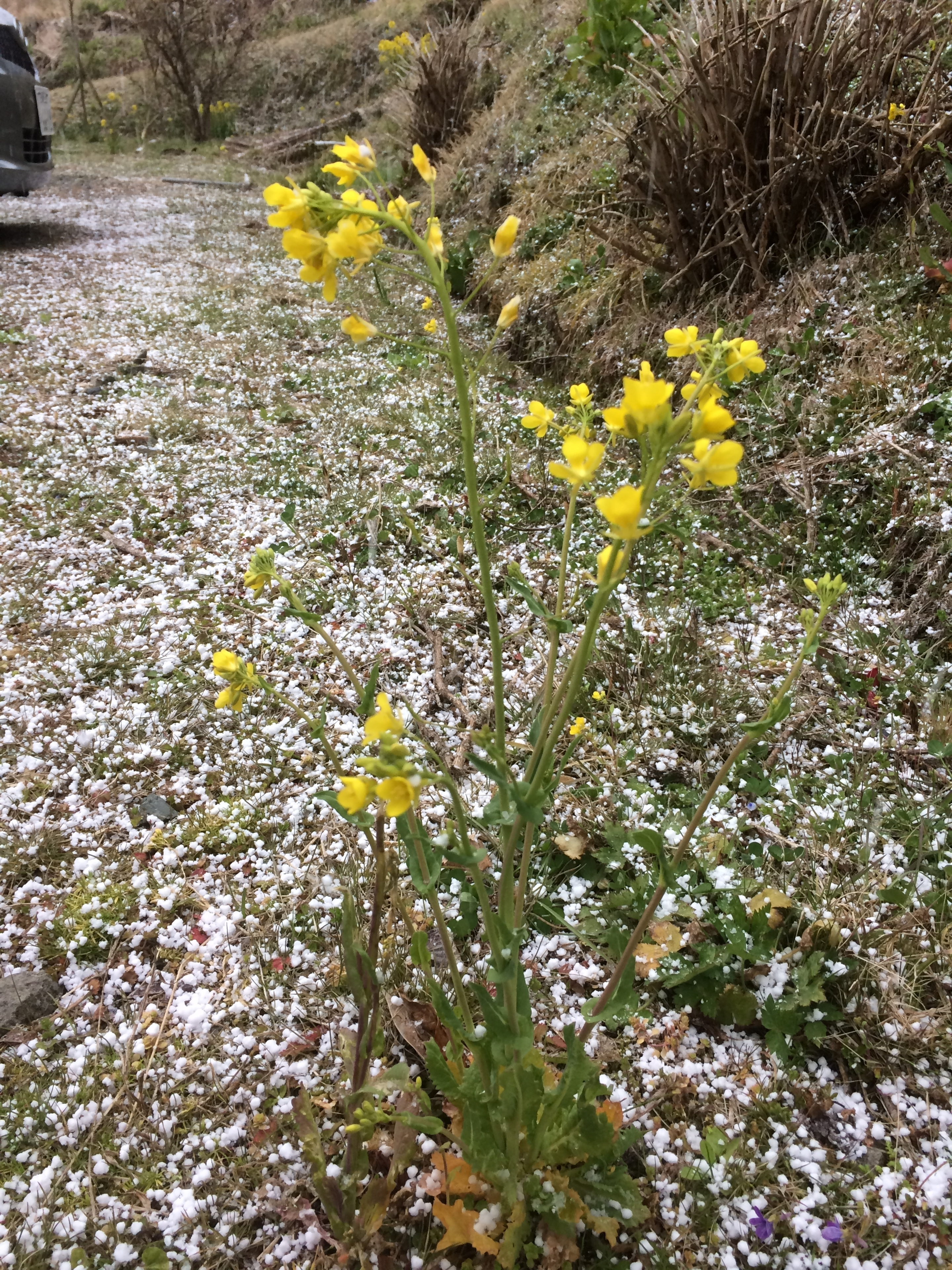 菜の花